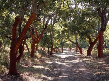 Recently stripped Cork Oaks (Quercus suber) and track in the Sierra de Grazalema