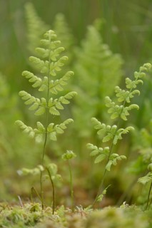 Narrow buckler fern (Dryopteris carthusiana)