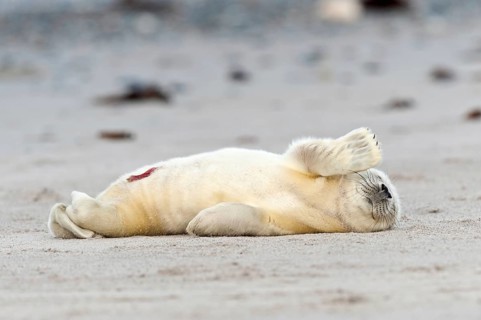 Grey Seal (Halichoerus grypus) on the beach