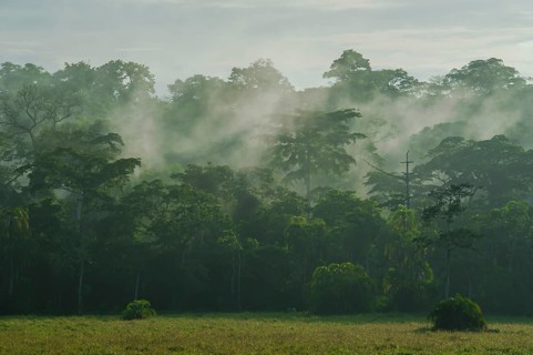 Fog over a clearing in the rain forest after a cloudburst