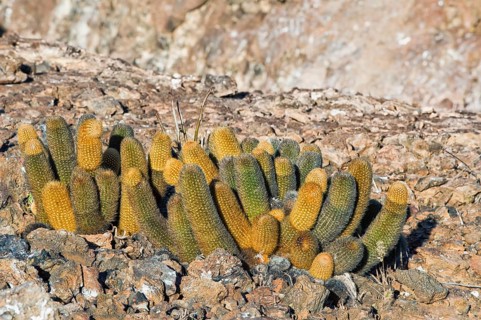Lava Cactuses (Brachycereus nesioticus)