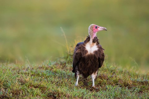 Hooded Vulture (Necrosyrtes monachus)