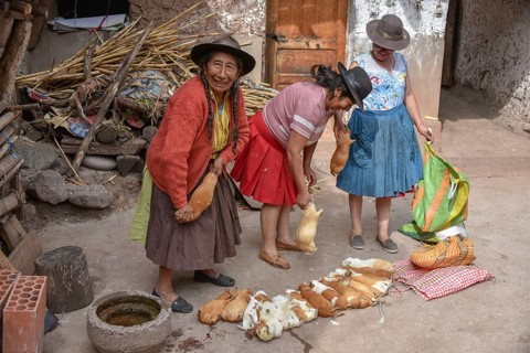 Local women kill Cuys
