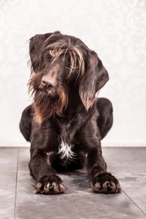 Sitting German Wirehaired Pointer