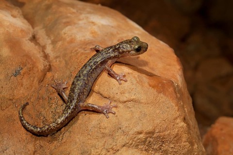 Imperial cave salamander (Speleomantes imperialis)