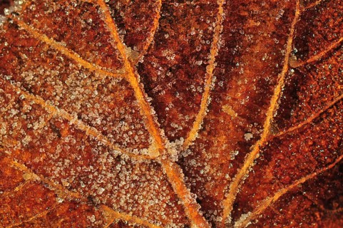 Melting ice crystals on a brown leaf