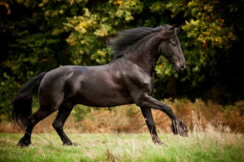 Friesian