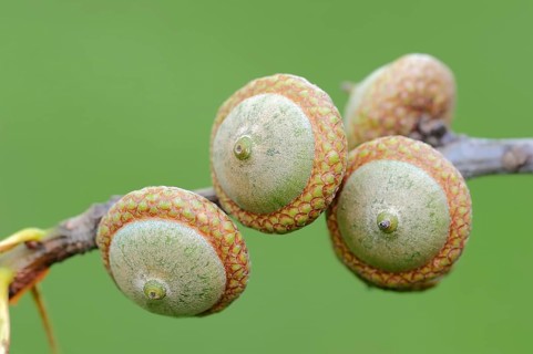 Northern Red Oak (Quercus rubra)