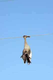 Dead duck hanging on a power line