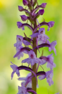 Fragrant orchid (Gymnadenia conopsea)