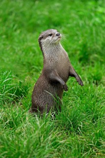 Oriental Small-clawed Otter (Amblonyx cinerea)