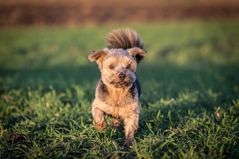 Norfolk Terrier standing on a meadow