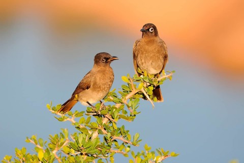 Two Cape Bulbuls (Pycnonotus capensis)