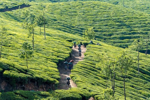 Tea pluckers walking down a path on a tea plantation