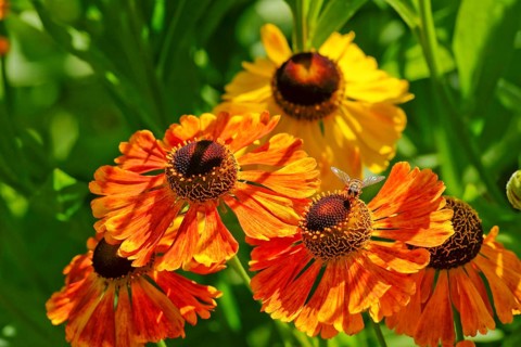 Sneezeweed variety (Helenium sp.)