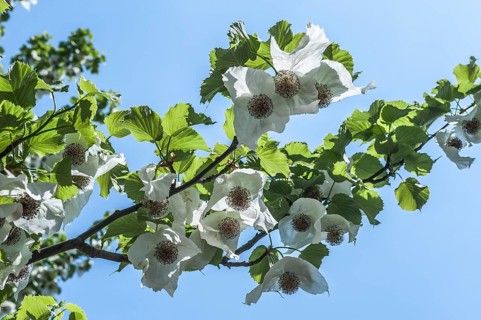 Dove Tree