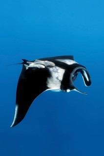 Reef manta ray (Manta alfredi)