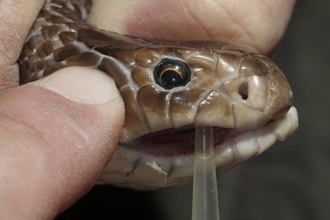 Eastern Brown Snake (Pseudonaja textilis) being milked for venom