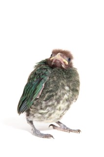Green Catbird (Ailuroedus crassirostris)