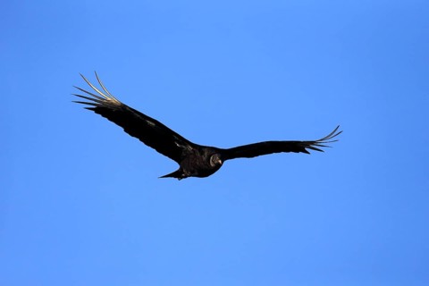 Black Vulture (Coragyps atratus)