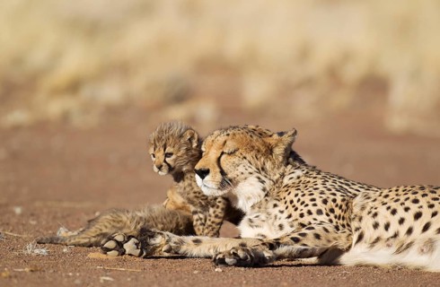 Cheetah (Acinonyx jubatus)