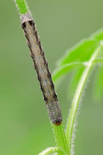 Caterpillar