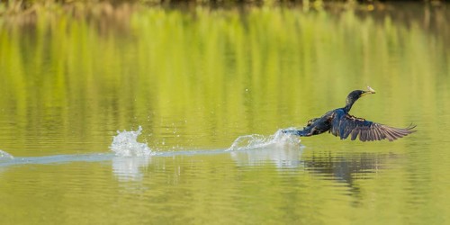 Great Cormorant (Phalacrocorax carbo) starting with fish in beak