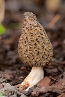 Black Morel (Morchella conica