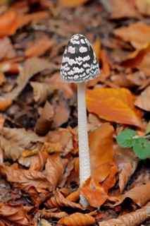 Magpie Inkcap (Coprinus picaceus)