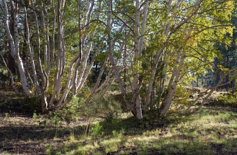 Silver birch (Betula pendula) growing on a lava field in Mascali