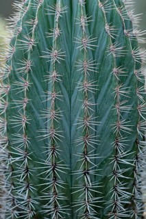 Mexican Giant Cactus or Cardon (Pachycereus pringlei)