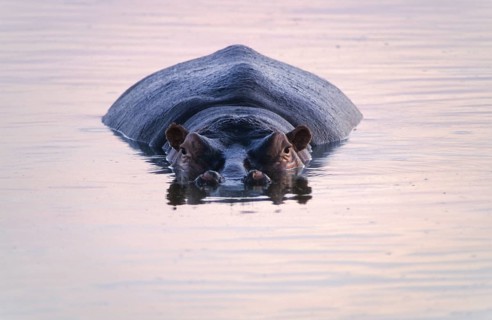 Hippopotamus (Hippopotamus amphibius)