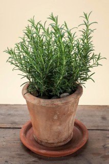 Rosemary (Rosmarinus officinalis) growing in a terracotta pot on a wooden table