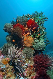Coral block with lots of Feather Stars (Crinoidea)
