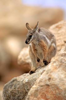 Yellow-footed Rock Wallaby (Petrogale xanthopus)