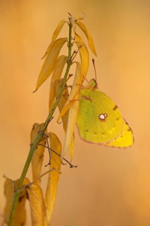 Dark Clouded Yellow (Colias croceus)