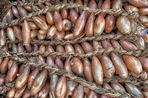 Braids of onions