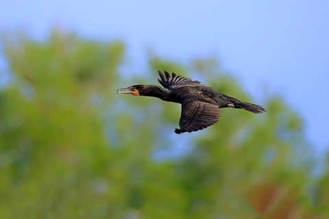 Double-crested Cormorant (Phalacrocorax auritus)