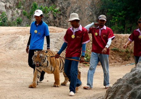Tiger Temple or Wat Pa Luangta Bua