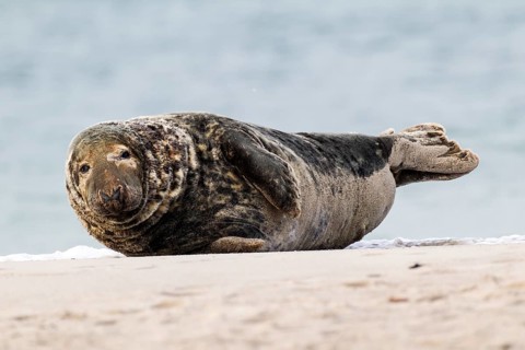 Grey Seal (Halichoerus grypus)