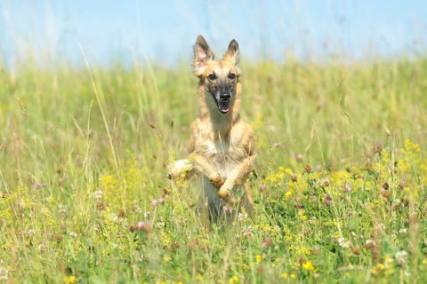 Longhaired Whippet running over flower meadow