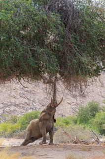 African Desert Elephant (Loxodonta africana) bull reaching up with his trunk to reach the branches of a tree