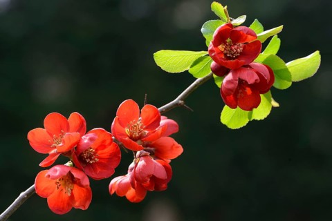 Japanese Quince or Japanese Flowering Quince (Chaenomeles japonica)
