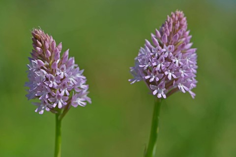 Naked Man Orchid or Italian Orchid (Orchis italica)