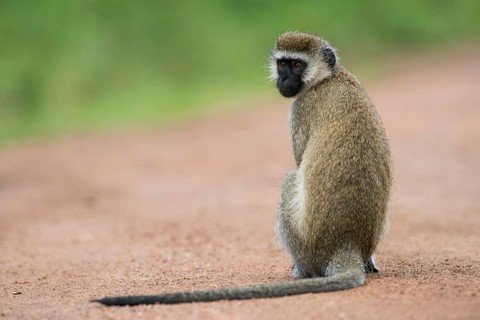 Vervet Monkey (Chlorocebus)