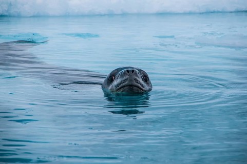 Leopard Seal (Hydrurga leptonyx)