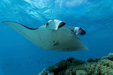 Reef Manta Ray (Manta alfredi) at coral block with cleaner fish station