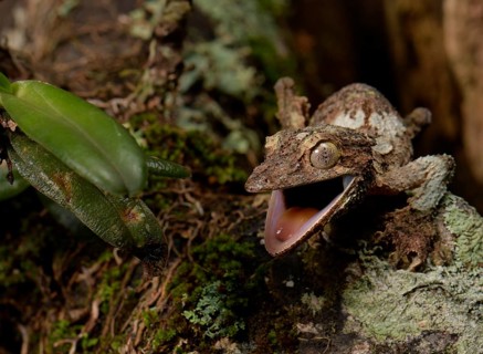 Flat-tailed gecko (Uroplatus sikorea) with open mouth