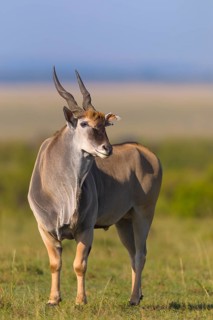 Common eland (Taurotragus oryx) in savanna