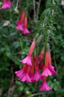 Cantuta (Cantua buxifolia)